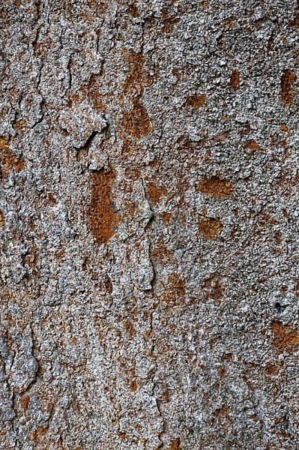 Kandy-Botanical garden-055